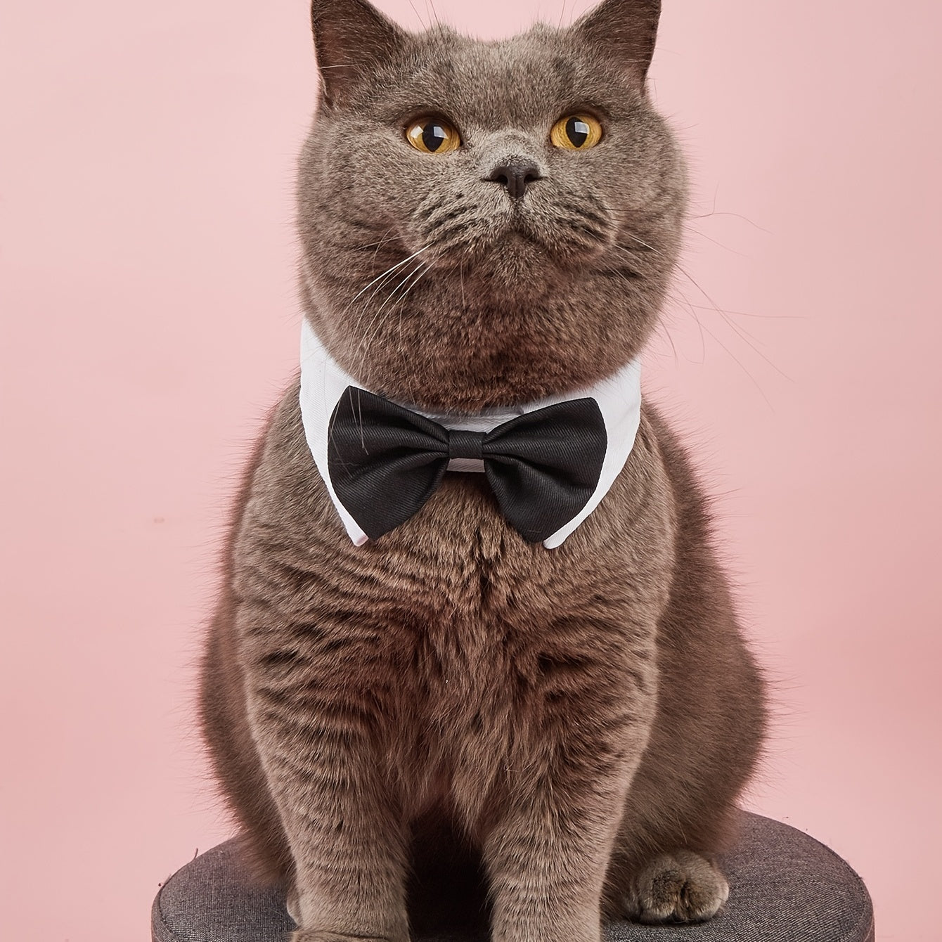 Formal Pet Bowtie Collar For Dogs & Cats - Adjustable Neck Tie For Formal Occasions - Stylish Pet Accessory