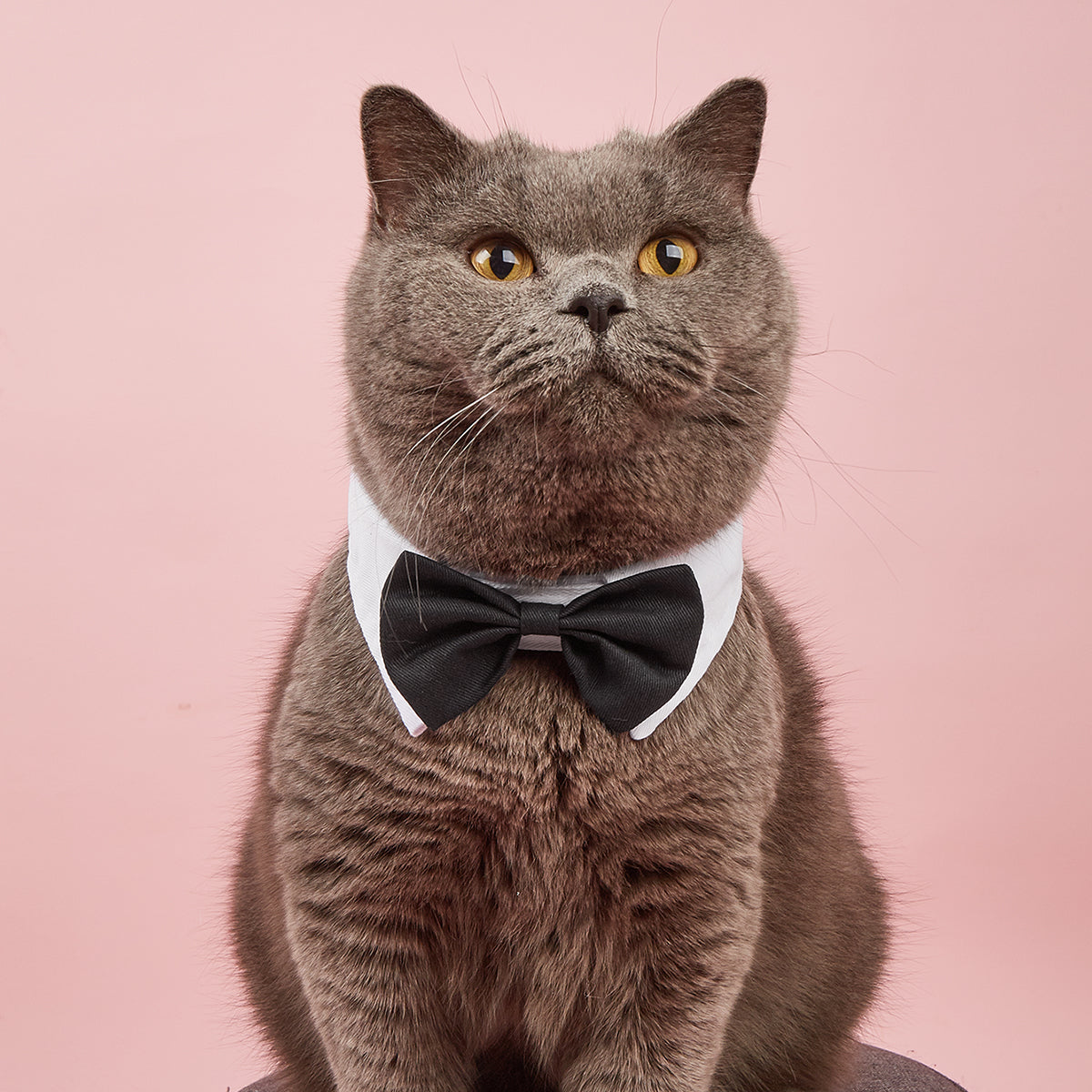 Formal Pet Bowtie Collar For Dogs & Cats - Adjustable Neck Tie For Formal Occasions - Stylish Pet Accessory